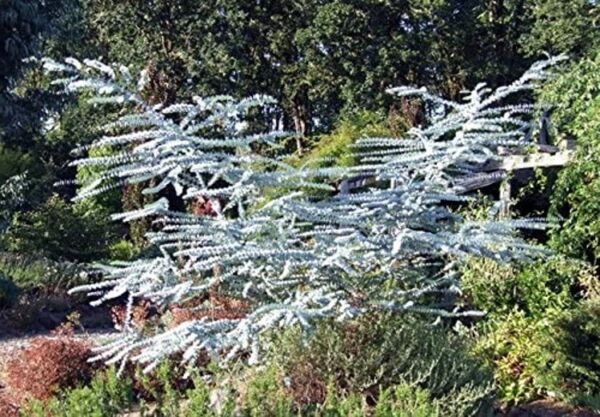 Eucalyptus Blues Babys Herbs Tree Enormous And Fascinating Genus 20 Seeds Fresh Garden