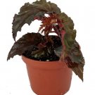 Begonia Black Bower's Terrariums Fairys s And Indoors Live Plant 2.5" Pot Fresh Garden