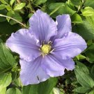 Clematis Vine Goodwins Lavenders Purple To Light Blue Live Plant 2.5" Pot Fresh Garden