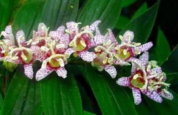 Tricyrtis Hirta Miyazaki Lily Toad One Of The Most Flowering Perennials 10 Seeds Fresh Garden
