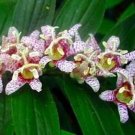 Tricyrtis Hirta Miyazaki Lily Toad One Of The Most Flowering Perennials 10 Seeds Fresh Garden