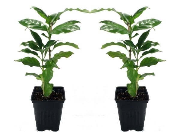 Arabica Bean White Coffee Flowers Easy To Grow Indoors Live Plant 2 Pack 3" Pots Fresh Garden