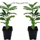 Arabica Bean White Coffee Flowers Easy To Grow Indoors Live Plant 2 Pack 3" Pots Fresh Garden