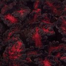 Dragons Black Coleus Spectaculars Tongues Of Fires Indoors And s 40 Seeds Fresh Garden