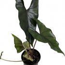 Alocasias Princeps Stunning Cloaks Purple Easy To Grow Indoors Live Plant 4" Pot Fresh Garden