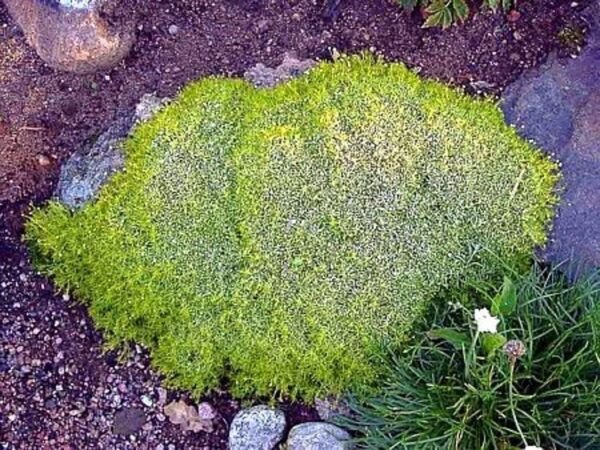 Aurea Moss Scottish Subulata Sagina White Very Hardy Live Plant Quart Pot Fresh Garden
