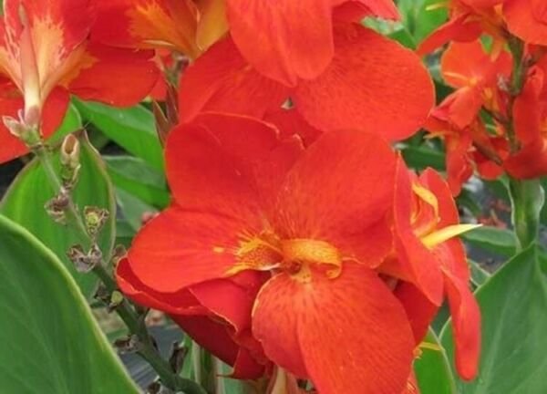 Cannas Pacifics South Variety Is Not Growing From Tuber 2013 AAS Winners 5 Seeds Fresh Garden