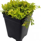 Kraussianas Spikemoss Selaginellas Aureas Golden Terrarium Fairy 2.5" Pot Fresh Garden