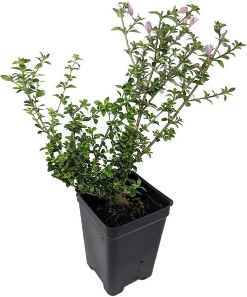 Serissa Blossom Foetida Chery Tree House Fairy Bonsai Live Plant 2.5" Pot Fresh Garden