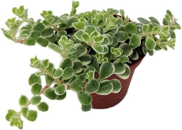 Variegata Sedum Tricolor Spurium Excellent Fairy Out Indoors Live Plant 2.5" Pot Fresh Garden