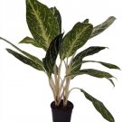 Aglaonema Madonnas Golden Evergreen Chinese Easy To Grow House Live Plant 5" Pot Fresh Garden