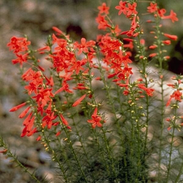 Ipomopsis Flower Refined Hummingbird The Range Of Color Is Breathtaking 50 Seeds Fresh Garden