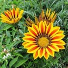 Gold Gazania Hybrids Kiss Multiflowering Flowering Even In Dull Weather 20 Seeds Fresh Garden