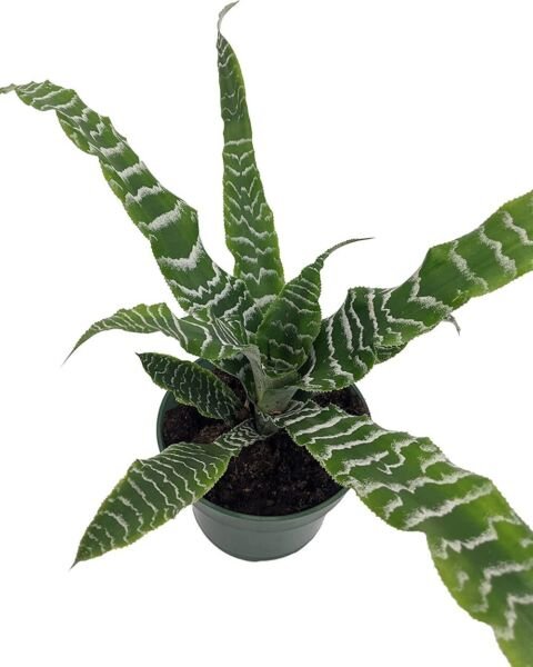 Cryptanthus Star Bettys Earth Pink Creams Easy To Grow House Live Plant 5" Pot Fresh Garden