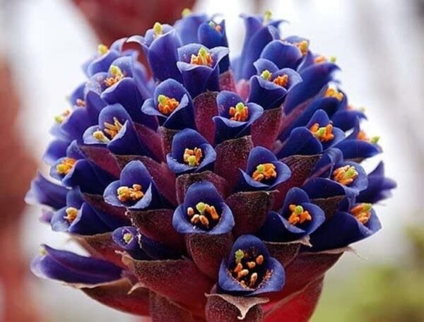 Venustas Chagualillos Puya Chicos Compact Rosettes Ornamental Statement 10 Seeds Fresh Garden