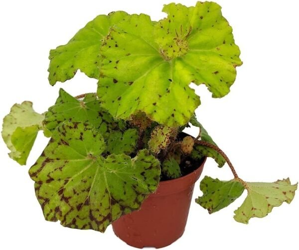 Begonia Rare Dr. Block White Flowers Terrarium House Live Plant 3.75" Pot Fresh Garden