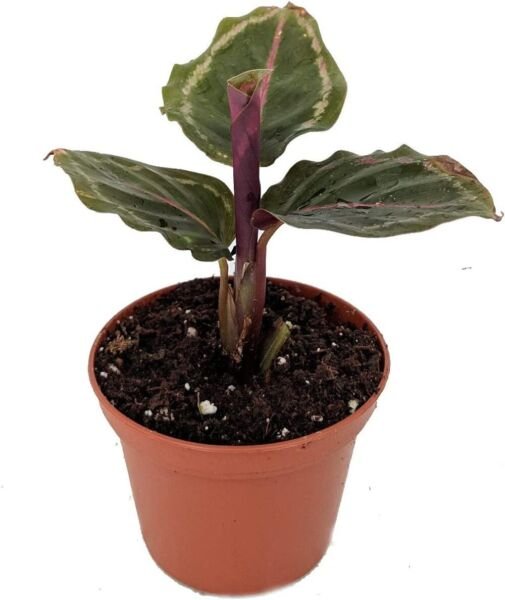 Calathea Prayer Medallions Very Attractive Easy Grow Indoors Live Plant 2.5" Pot Fresh Garden