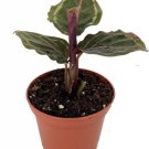 Calathea Prayer Medallions Very Attractive Easy Grow Indoors Live Plant 2.5" Pot Fresh Garden