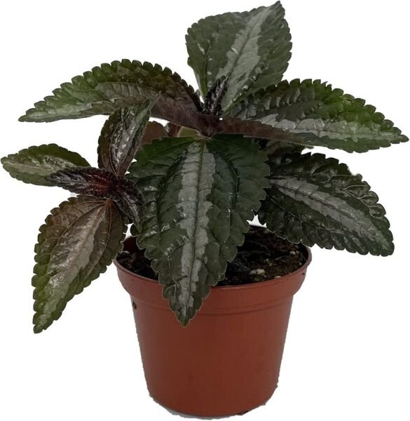 Pileas Friendships Silver Spruceanas Tree Indoors s Live Plant 2.5" Pot Fresh Garden