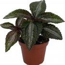 Pileas Friendships Silver Spruceanas Tree Indoors s Live Plant 2.5" Pot Fresh Garden