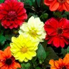 Dahlias Mary Bloodys Annual Beautiful Mixtures Of Double Semi Flowers 50 Seeds Fresh Garden