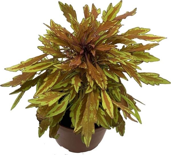 Solenostemon Mane Coppers Lion's Narrow Leaves Fiery Indoors Live Plant 2.5" Pot Fresh Garden