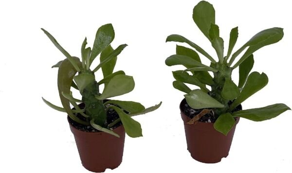 Euphorbias Spurges Nerifolias Tree Easy To Grow Live Plant 2 Pack 2" Pots Fresh Garden