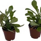 Euphorbias Spurges Nerifolias Tree Easy To Grow Live Plant 2 Pack 2" Pots Fresh Garden