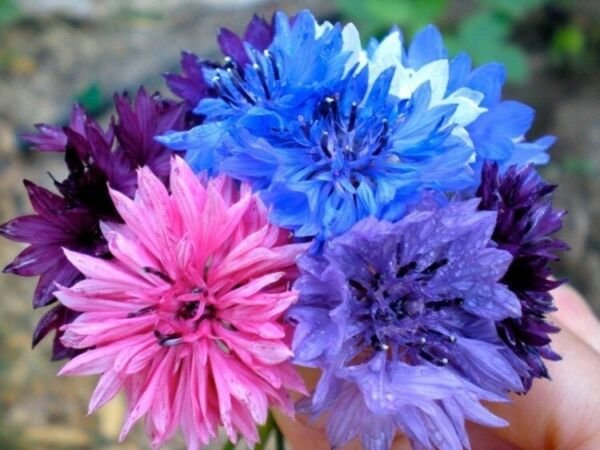 Bachelor's Blends Talls Heirlooms Button Annual Botanical Interests 500 Mg Seeds Fresh Garden