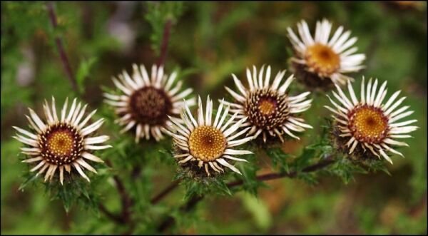 Carlina Carolus Thistle Weather Charle Bronze Stemless Or Short Stemmed 10 Seeds Fresh Garden