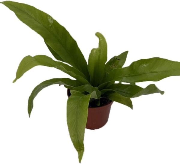 Aspleniums Bird's Nest Fern Xylem Phloem Easy Grow Indoors Live Plant 2.5" Pot Fresh Garden