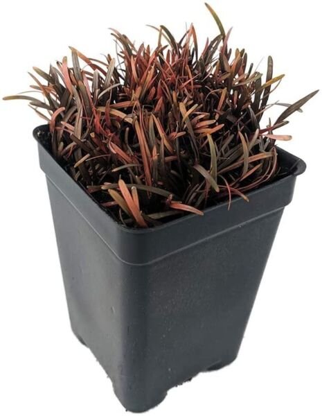 Berggrenii Chocolate Nasturium Dead Sedge Carex Grass Live Plant 2.5" Pot Fresh Garden