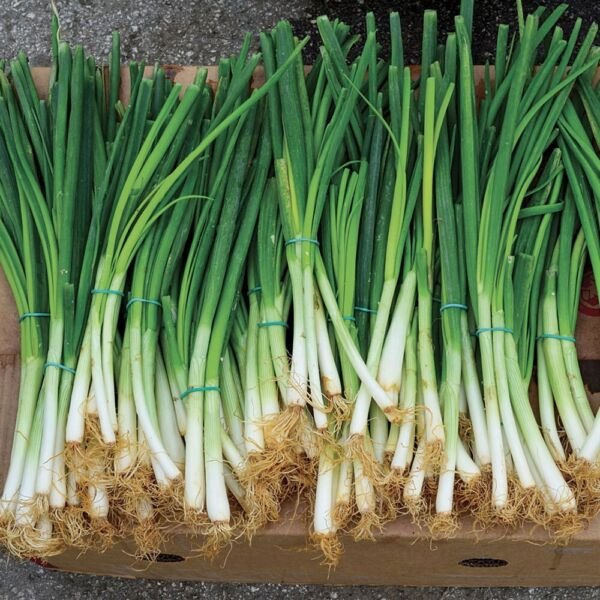 Onion White Certified Organic Scallion Bunching Botanical Interests 1 Gram Seeds Fresh Garden