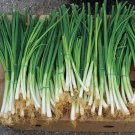 Onion White Certified Organic Scallion Bunching Botanical Interests 1 Gram Seeds Fresh Garden