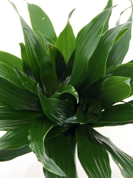Dracaena Craig Janets Fragrans Dragons Tree Easy To Grow House Live Plant 6" Pot Fresh Garden