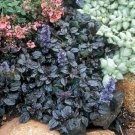 Bugle Ajuga Mahogany Carpet Blue Flower Out Live 48 Cell Flats Plants 1 3/4" Pot Fresh Garden