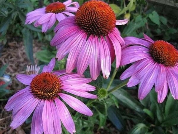 Echinaceas Splendor Prairies Coneflower Easy To Grow Live Plant Quart Pot Fresh Garden