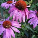 Echinaceas Splendor Prairies Coneflower Easy To Grow Live Plant Quart Pot Fresh Garden