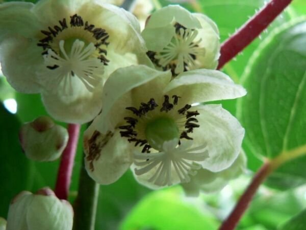 Actinidia Kiwi Chinensis Hardy Fruit Perennial Pretty High In Vitamin C 10 Seeds Fresh Garden