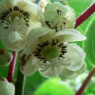 Actinidia Kiwi Chinensis Hardy Fruit Perennial Pretty High In Vitamin C 10 Seeds Fresh Garden