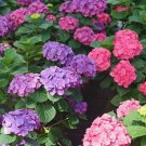 Hydrangea Grumpy Wee Bigleaf Bit Handsome Appeal Purple Live Plant 4" Pot Fresh Garden