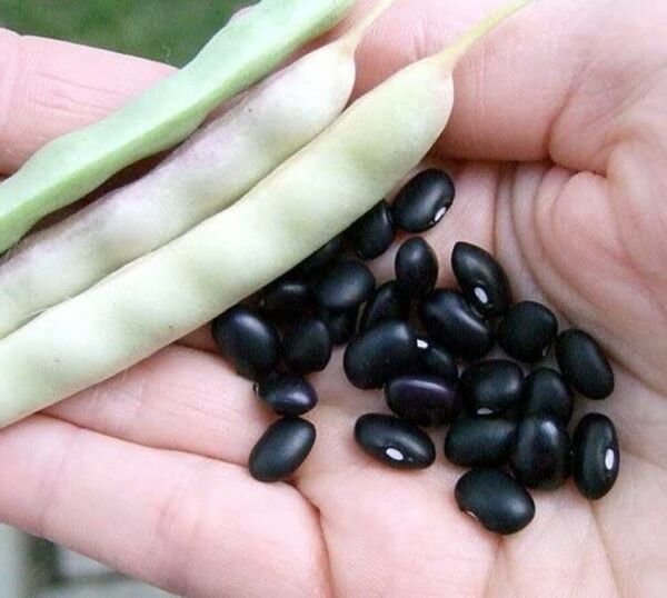Bean Small Black Turtle Bush Type Heirloom Vigorous Dwarf Nutrition Full 25 Seed Fresh Garden