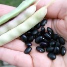 Bean Small Black Turtle Bush Type Heirloom Vigorous Dwarf Nutrition Full 25 Seed Fresh Garden