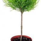 Goldcrest Lemon Scented Cypress Poodle Tree Indoors s Live Plant 6" Pot Fresh Garden