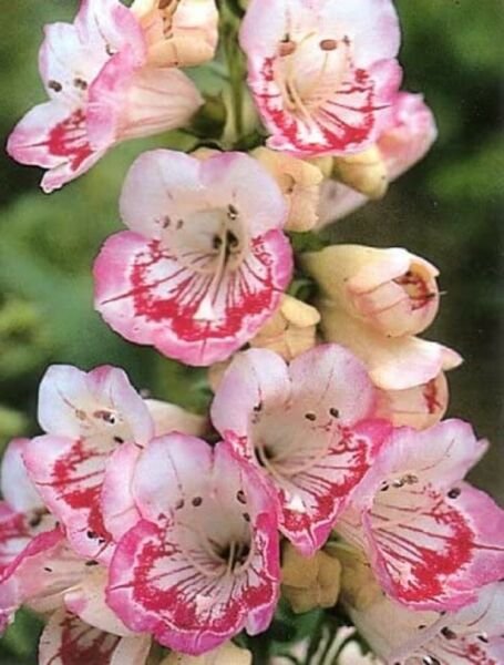 Lips Sweets A Most Lovables Penstemons Barbatus With Carmines Perennial 50 Seeds Fresh Garden