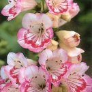 Lips Sweets A Most Lovables Penstemons Barbatus With Carmines Perennial 50 Seeds Fresh Garden