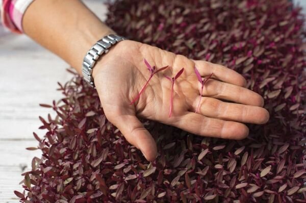 Amaranth Red Garnet Sprouting High Protein Amazing Health Benefit 10 Grams Seeds Fresh Garden