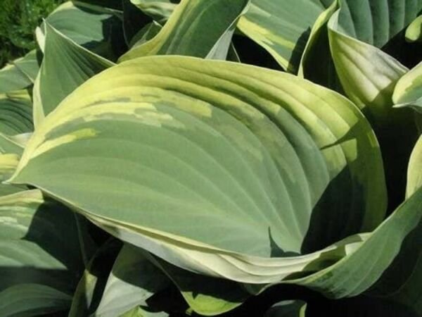 Hosta Regal Shapeds Splendor Green Gray Lavender Blooms Out Live Plant Quart Pot Fresh Garden