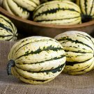 Acorn Striped Winters Ornamental And Flavorfuls Ivory Background Squash 20 Seeds Fresh Garden