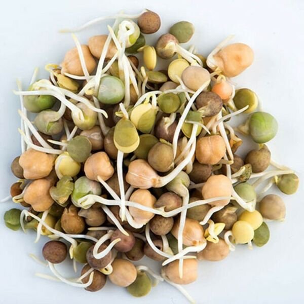 Bean Organic Sprouting Mix Very Easy To Grow Healthy Nutritious 60 Grams Seeds Fresh Garden